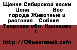 Щенки Сибирской хаски › Цена ­ 18 000 - Все города Животные и растения » Собаки   . Тверская обл.,Конаково г.